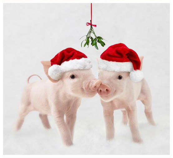 Новогоднее Поздравление С Годом Желтой Свиньи